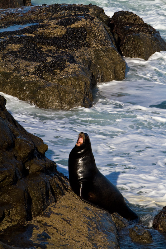 California Sea Lion